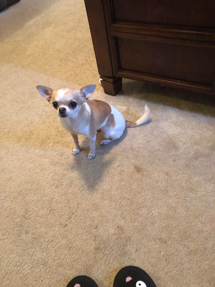 Chihuahua Dog Photos 2