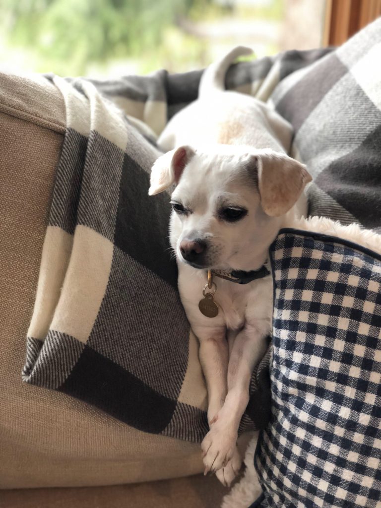 Chihuahua Dog Photos 4