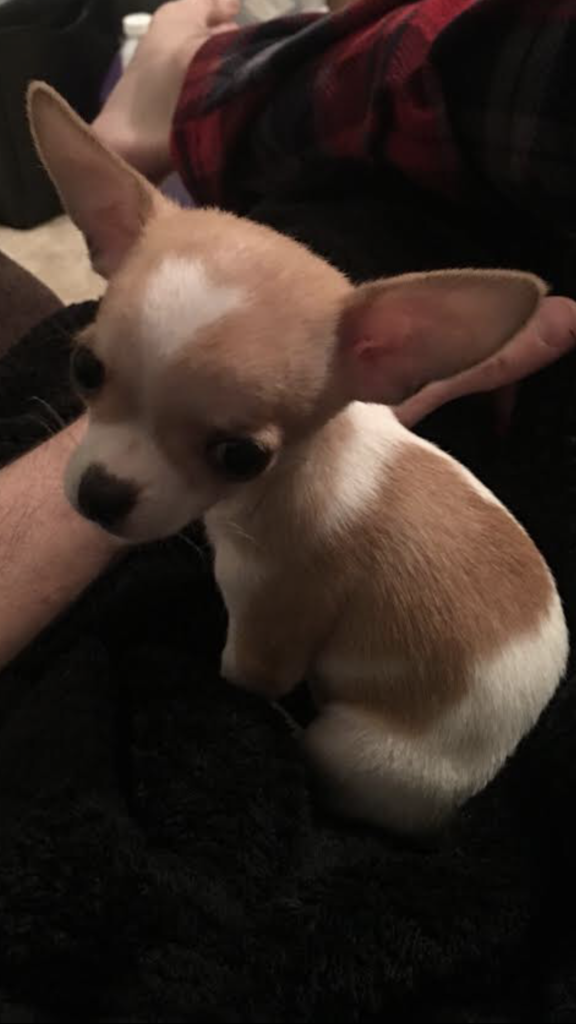 Chihuahua Dog Photos 1