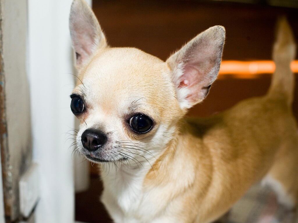 Types of chihuahua store heads