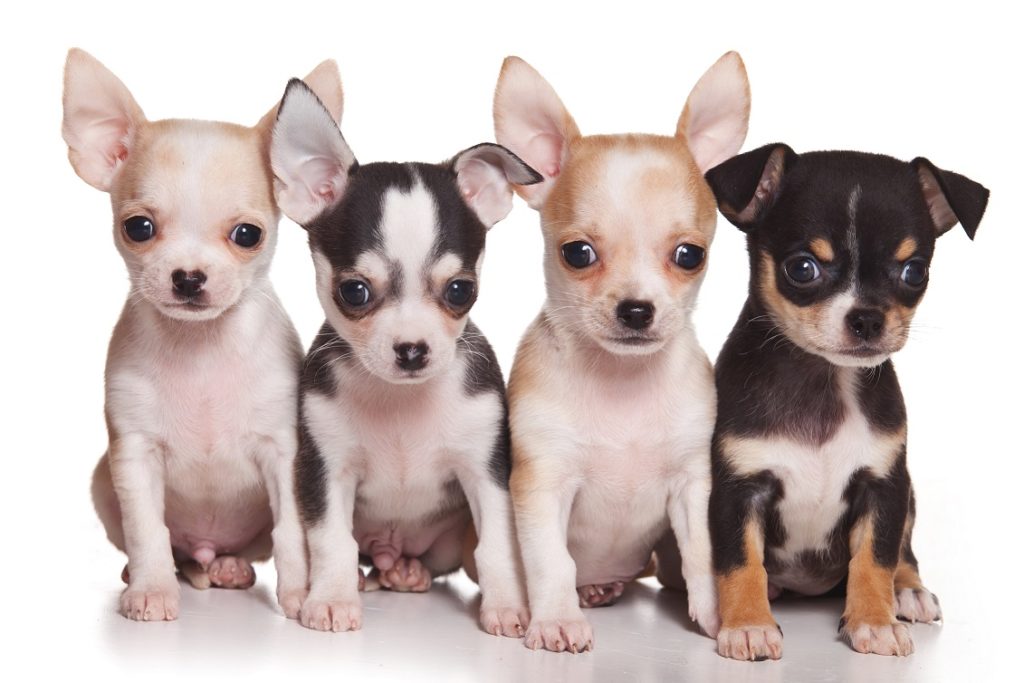Chiwawa Puppies Pics & Facts