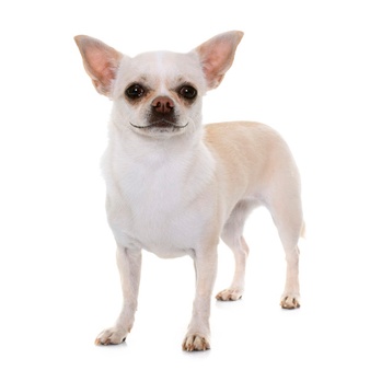 Types of chihuahua 3