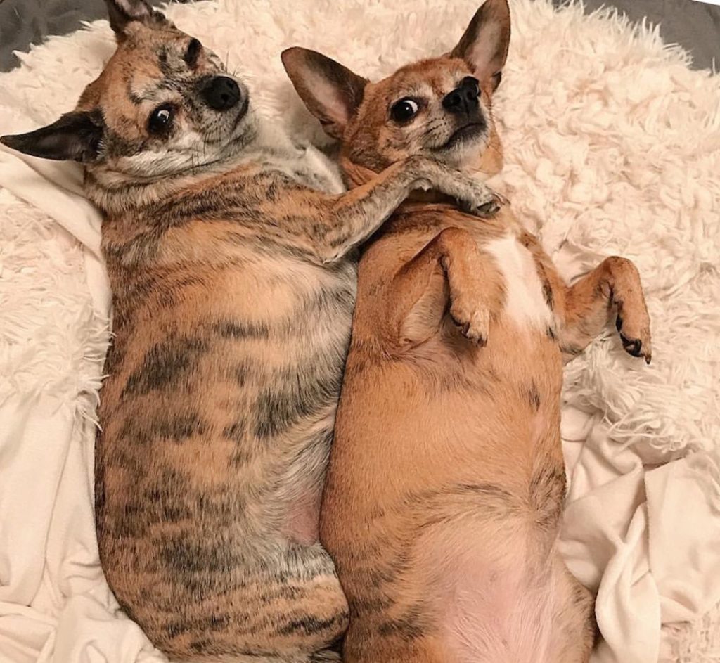 Brindle and semi brindle chihuahuas