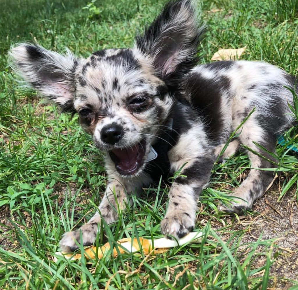 Black And White Merle Chihuahua