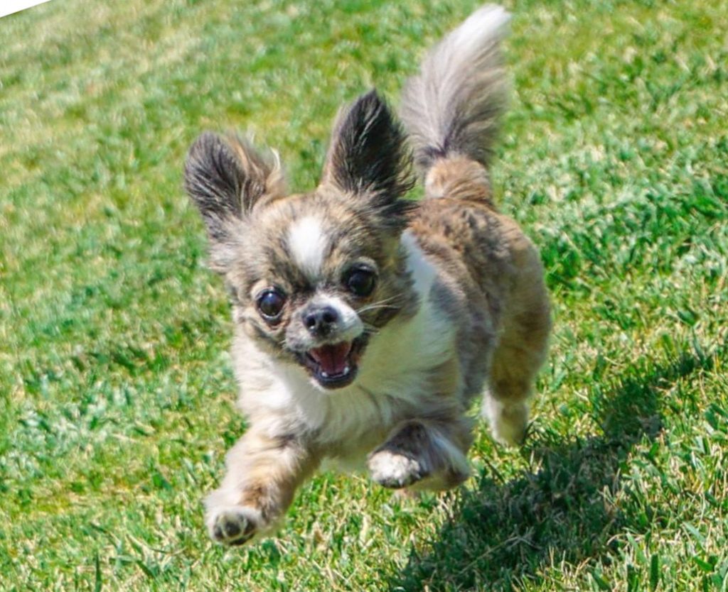 Chihuahua Dog - Chiwawa Dog Information 6