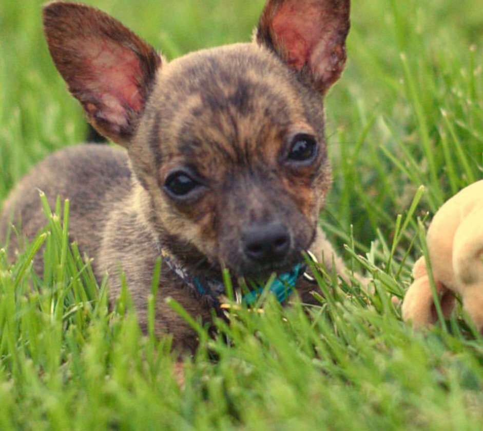 Brindle chihuahua laying in grass