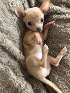 Chihuahua Dog - Chiwawa Dog Information 2 Chiwawa