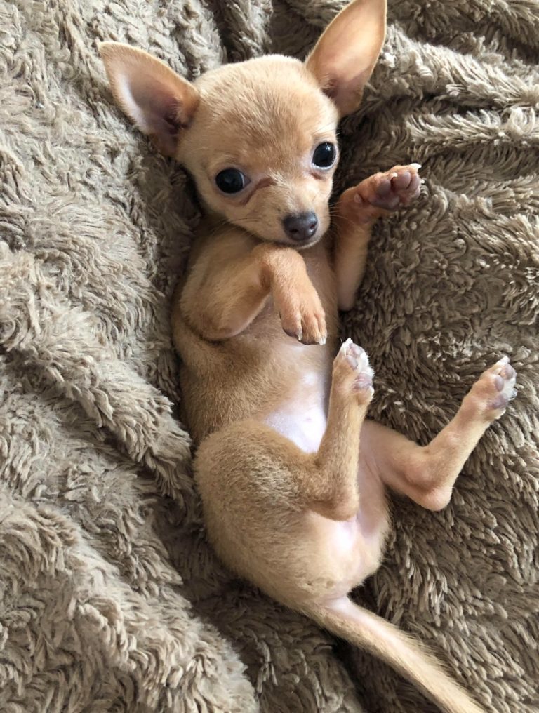 Chihuahua Dog - Chiwawa Dog Information