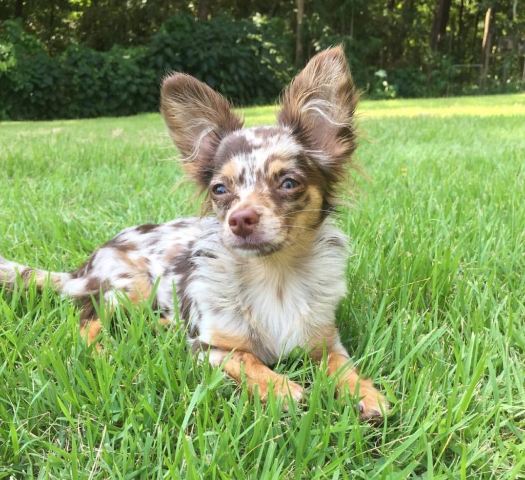 Blue merle long haired chihuahua hot sale for sale