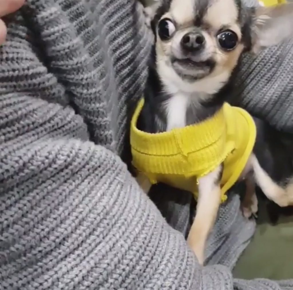 Nervous chihuahua store