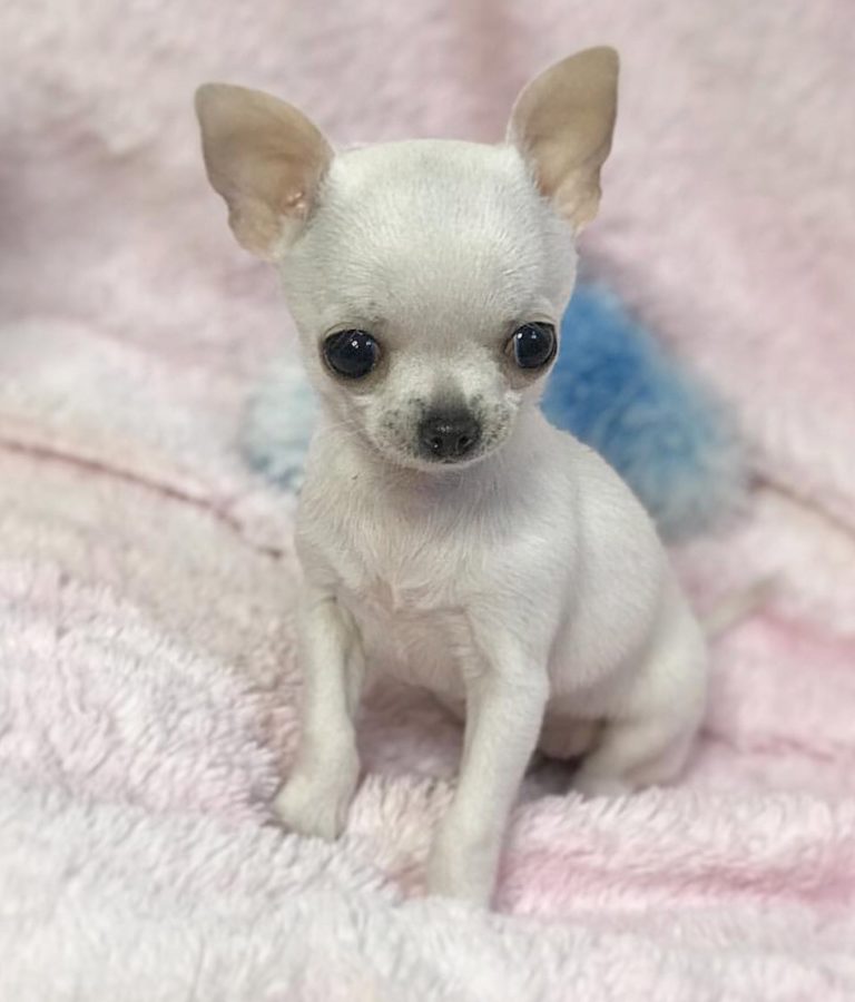 mini chihuahua full grown