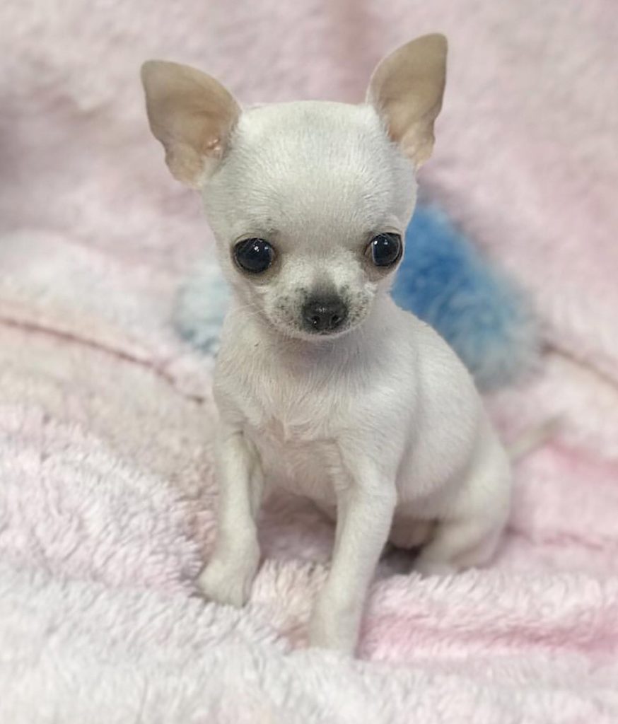 A toy chihuahua hotsell