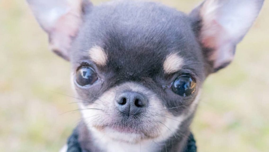 Blue Chihuahua Grooming Tips for Hair Loss Prevention - wide 2