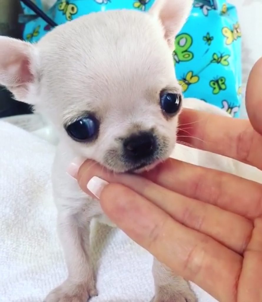 Teacup chihuahua puppy