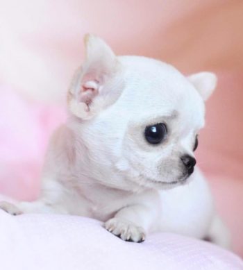 Teacup Chihuahua - Facts And Information - Chiwawa Dog