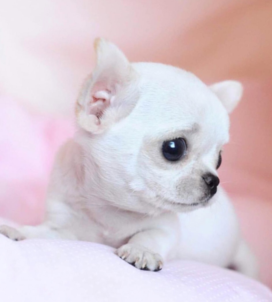 Teacup Chihuahua - Facts and information 1