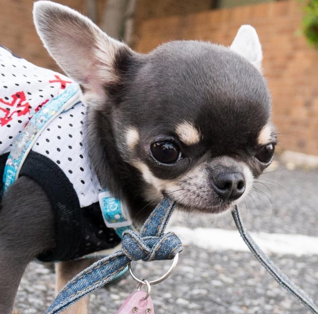 blue toy chihuahua