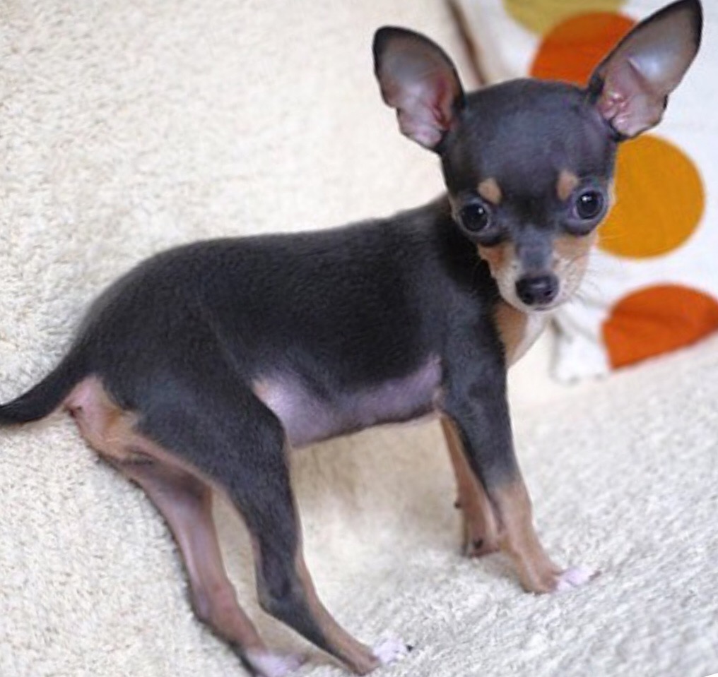 Blue chihuahuas hot sale for sale