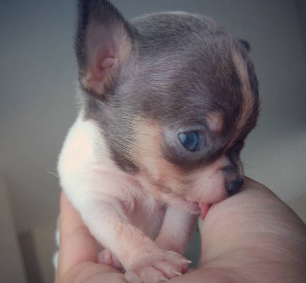 Blue chihuahua puppy