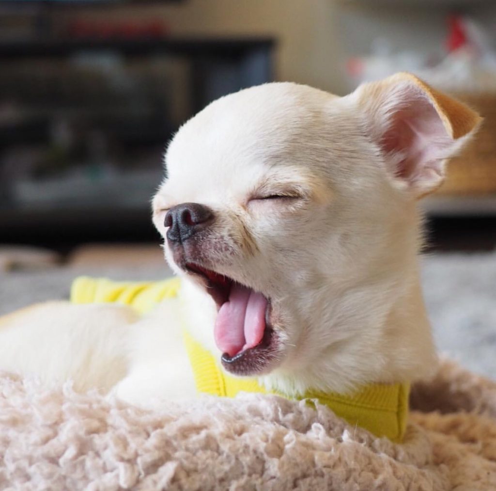 Cute Chiwawa puppy yawning