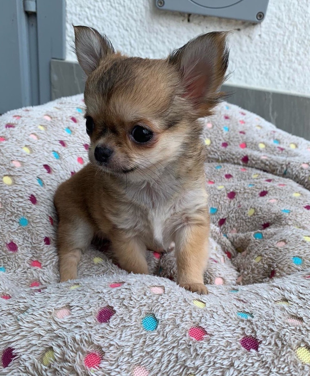 mini chihuahua full grown