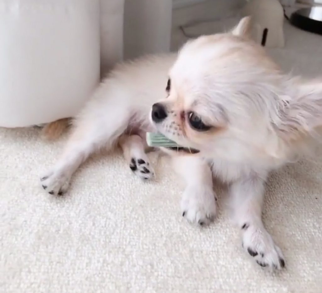 Chihuahua chewing