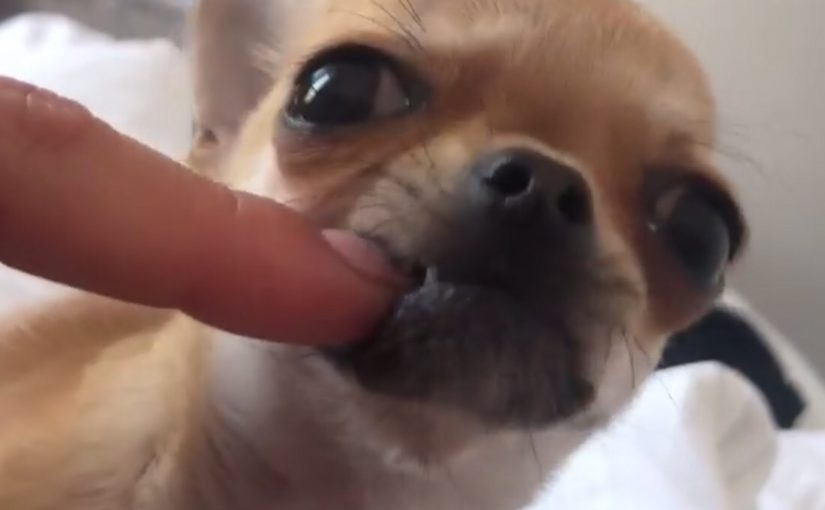 Chihuahua chewing problems & how to stop it.