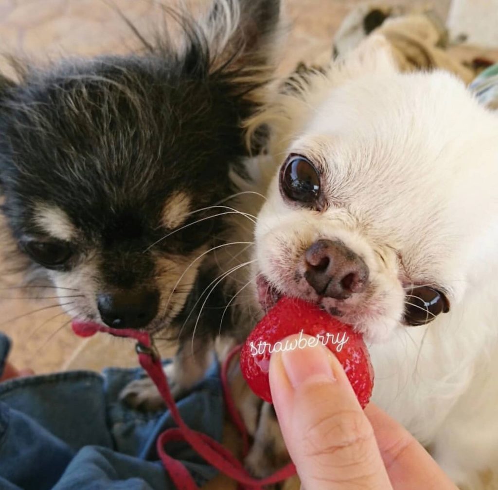 how long do chihuahuas teeth