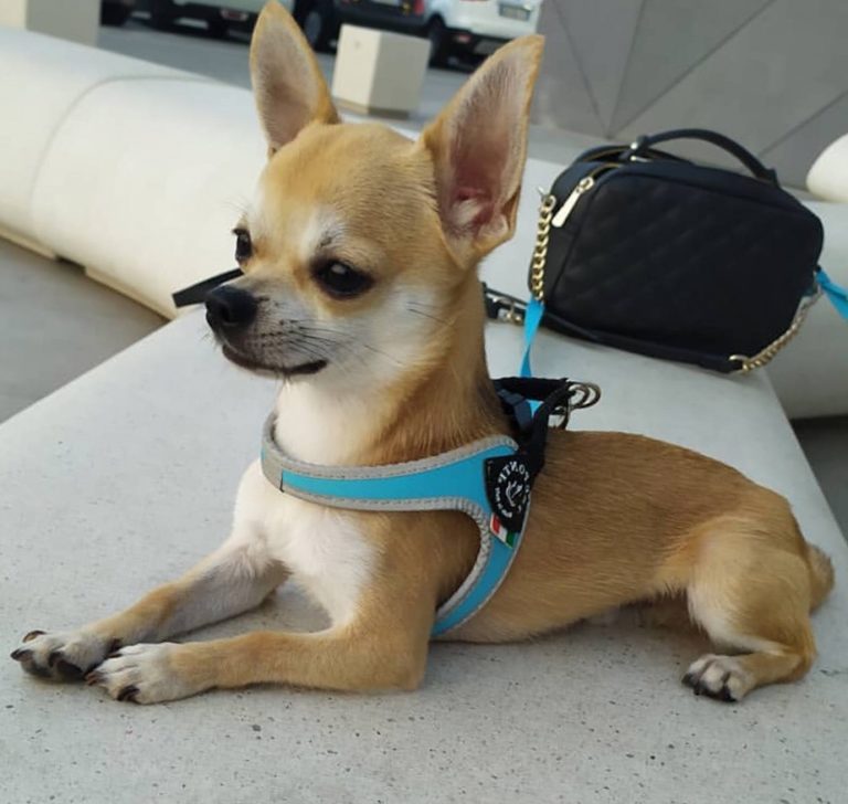 Best Chihuahua Harness Why Using A Harness Is Better & Product