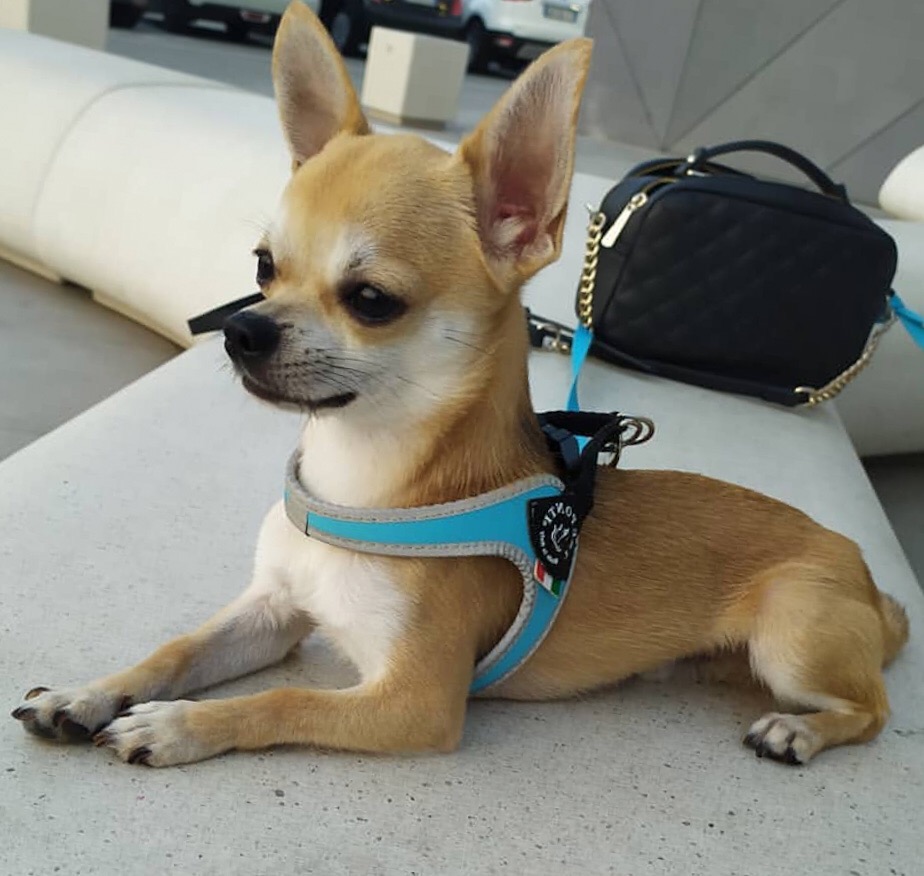 Chihuahua harness