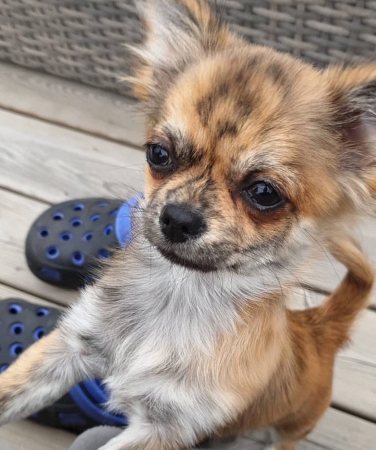 Brindle Chihuahuas Chiwawa Dog