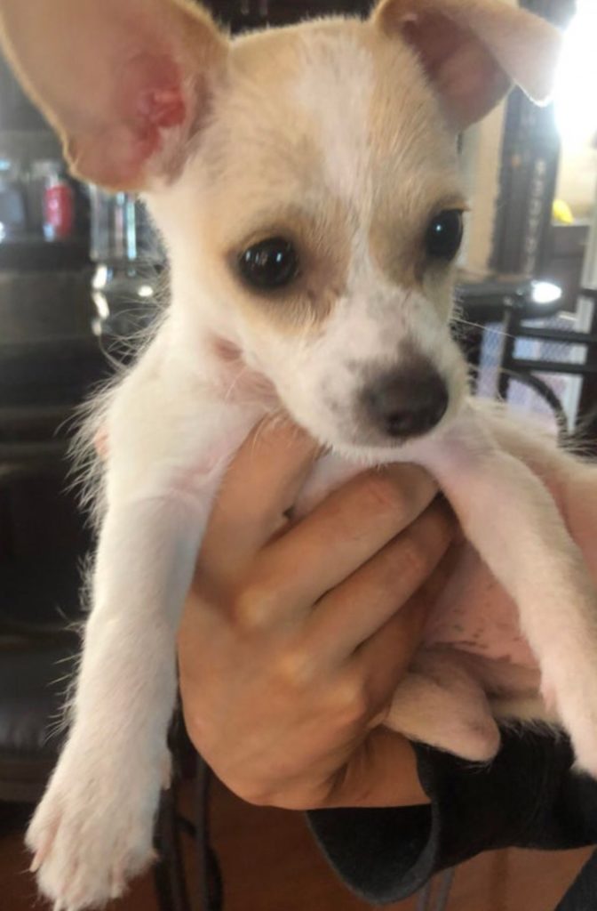 Chihuahua Dog - Chiwawa Dog Information 9
