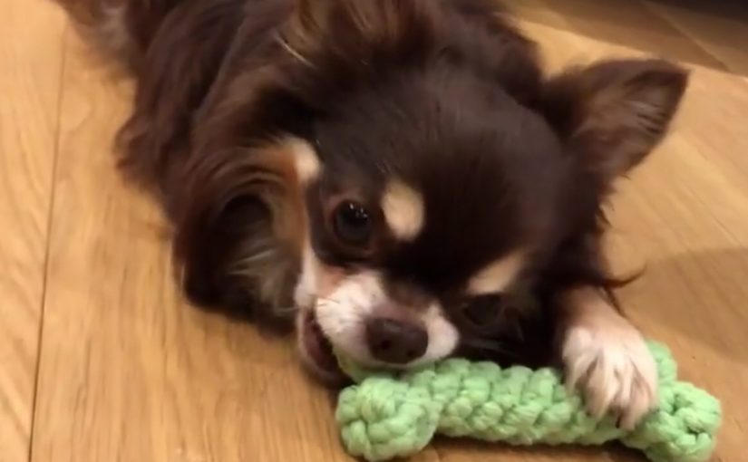 Chihuahua teething info 1