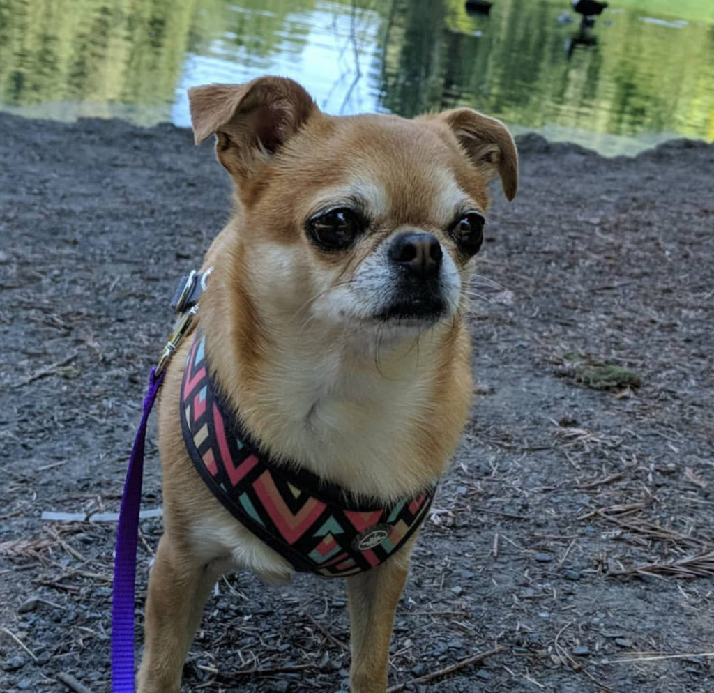 Pug mixed with chihuahua