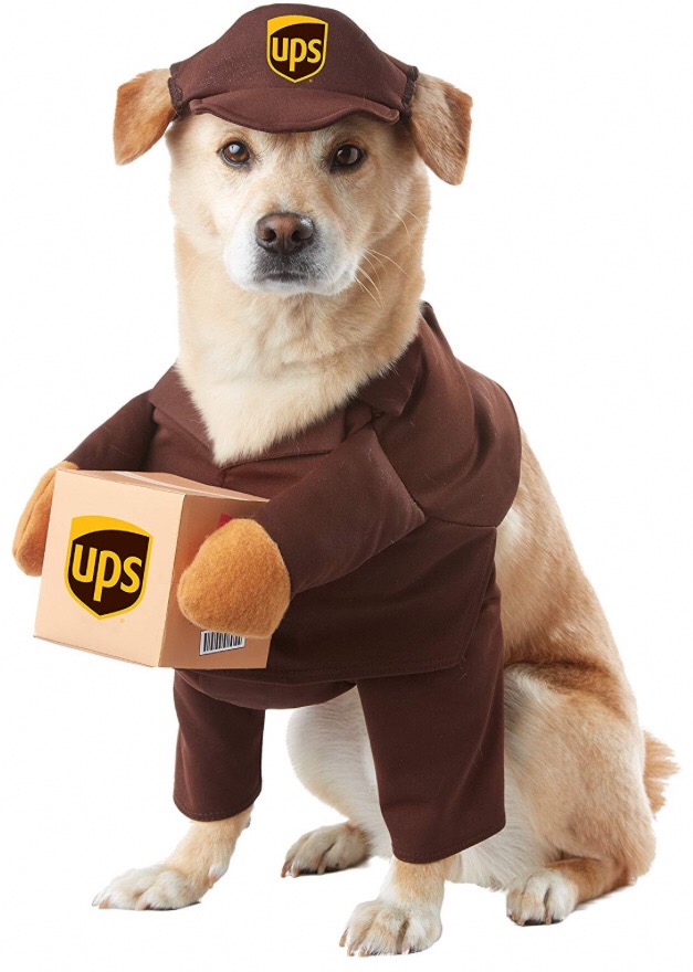 Chihuahua costumes 7 Chihuahua costumes 7