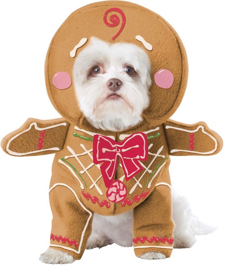 Chihuahua costumes 10 Chihuahua costumes 10