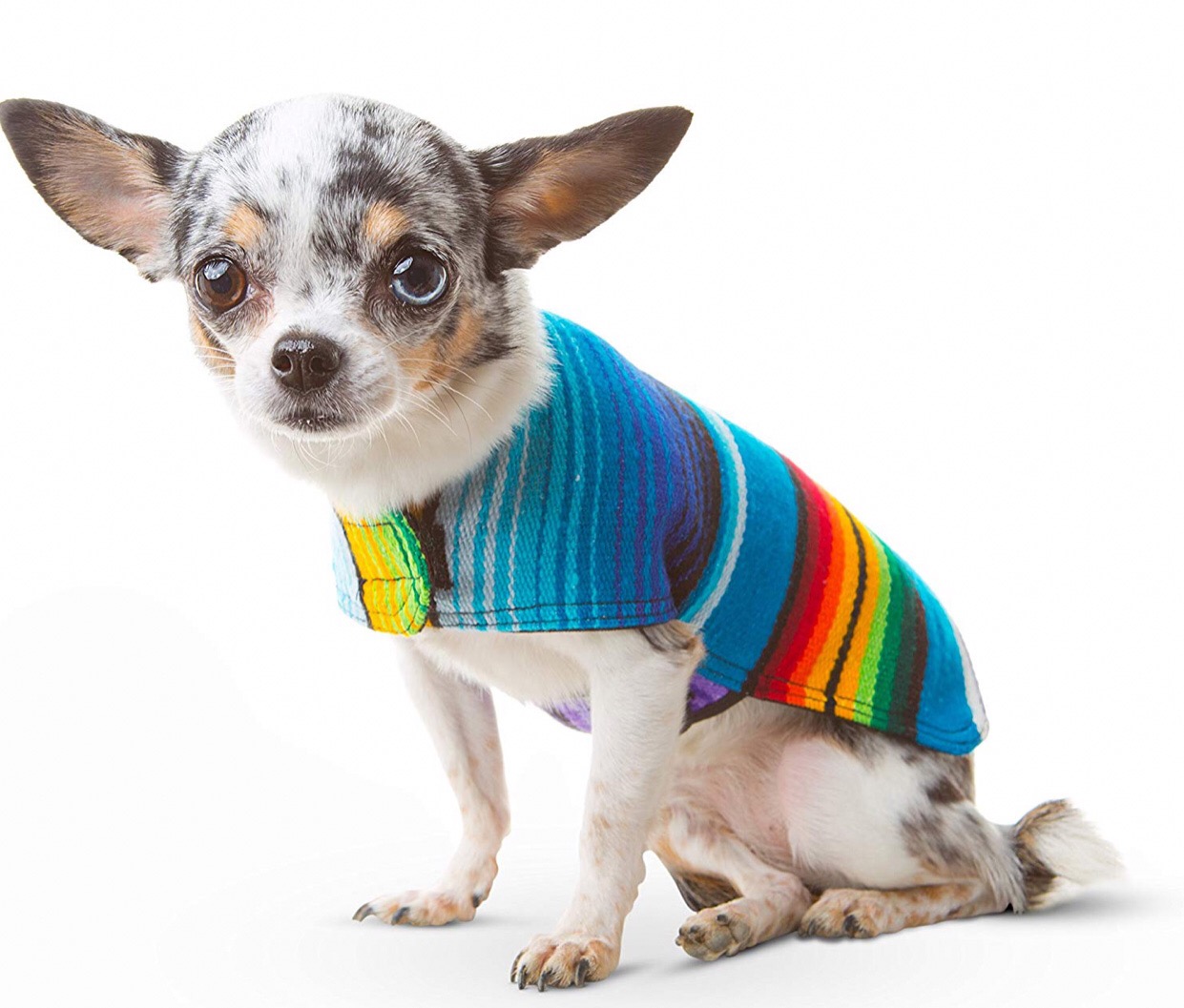 Chihuahua jackets 1 Chihuahua jackets 1