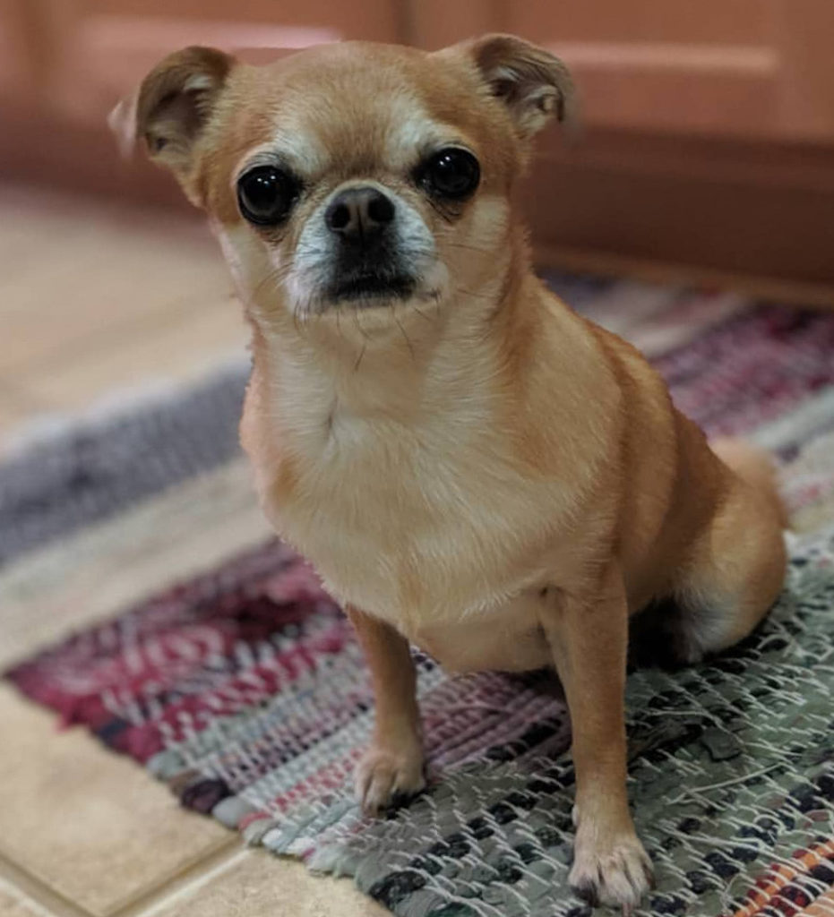 Chihuahua mixed with pug