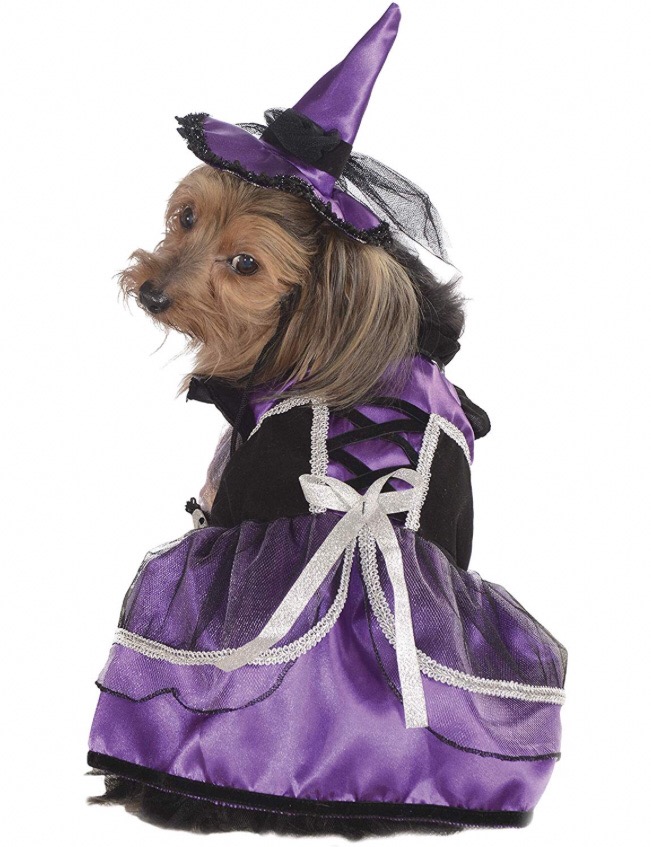 Chihuahua costumes 4 Chihuahua costumes 4