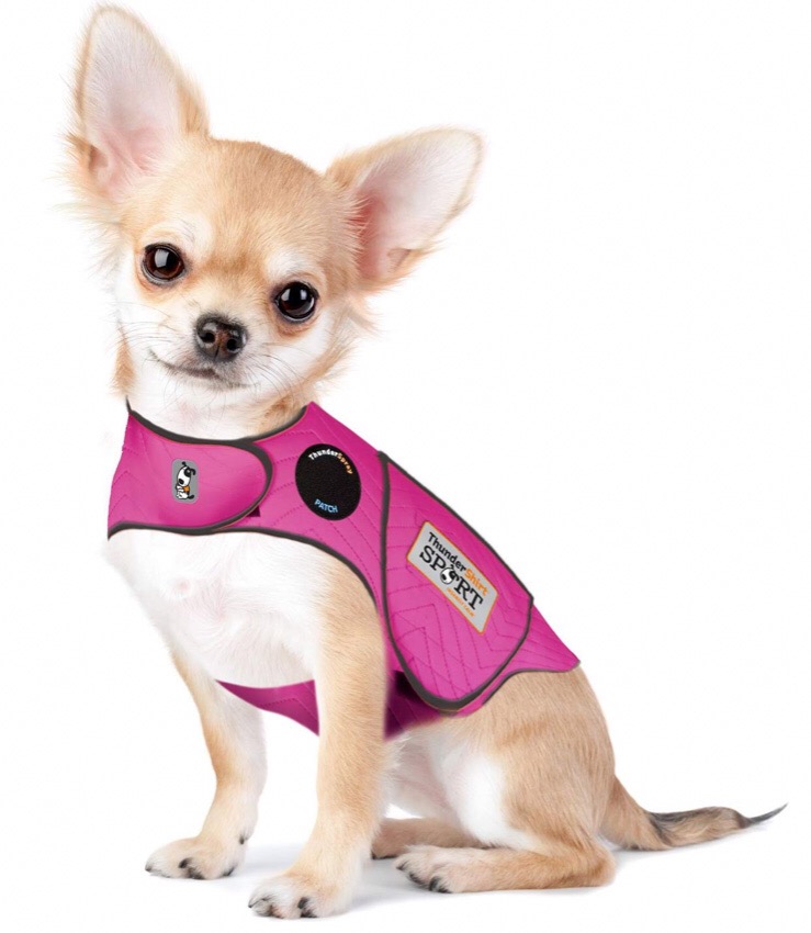 Chihuahua jackets 4 Chihuahua jackets 4