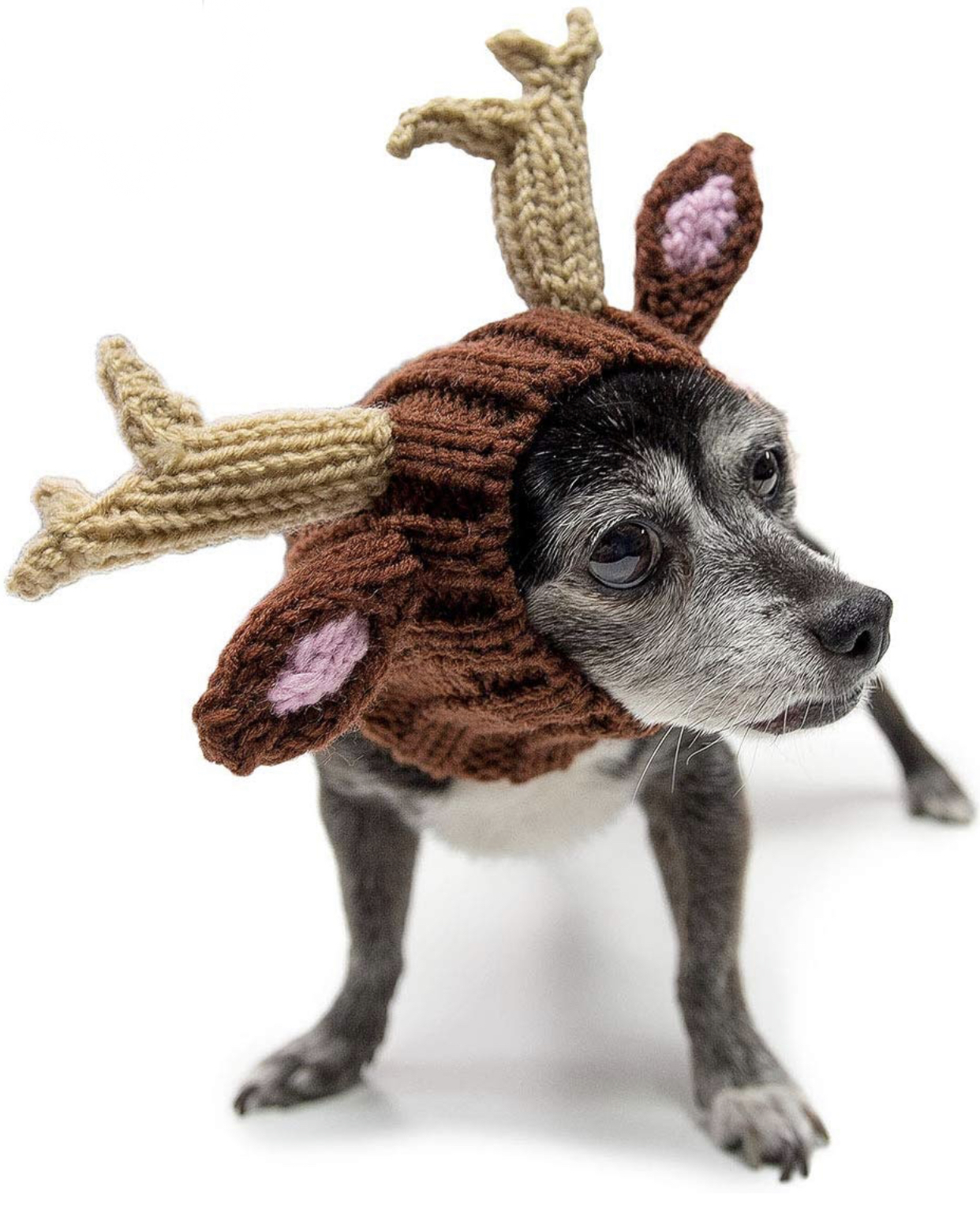 Chihuahua costumes 11 Chihuahua costumes 11
