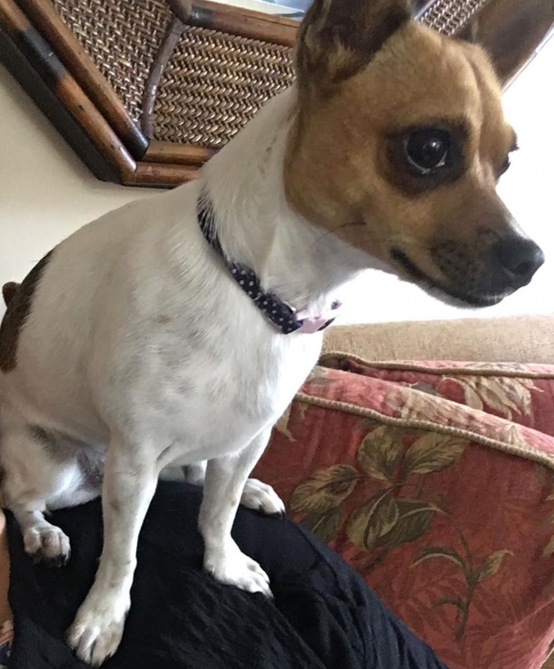 Chihuahua Jack Russell Mix - Jack Chi - Chiwawa Dog