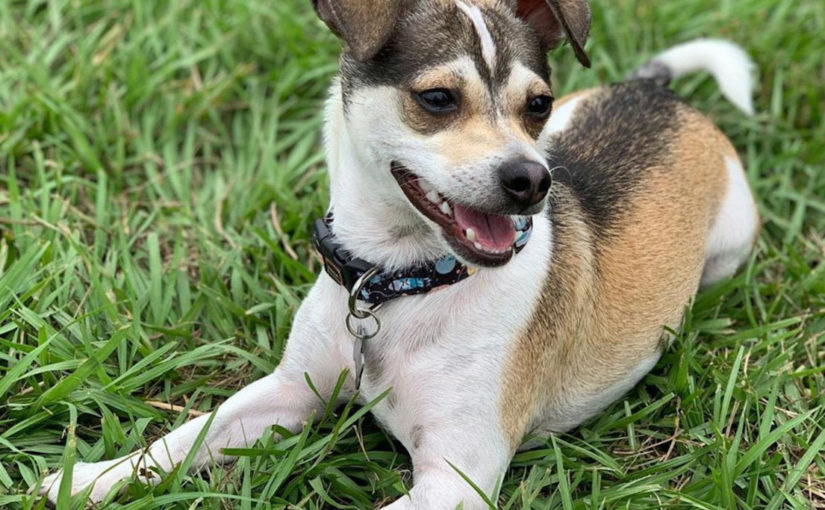 Chihuahua Jack Russell mix – Jack Chi