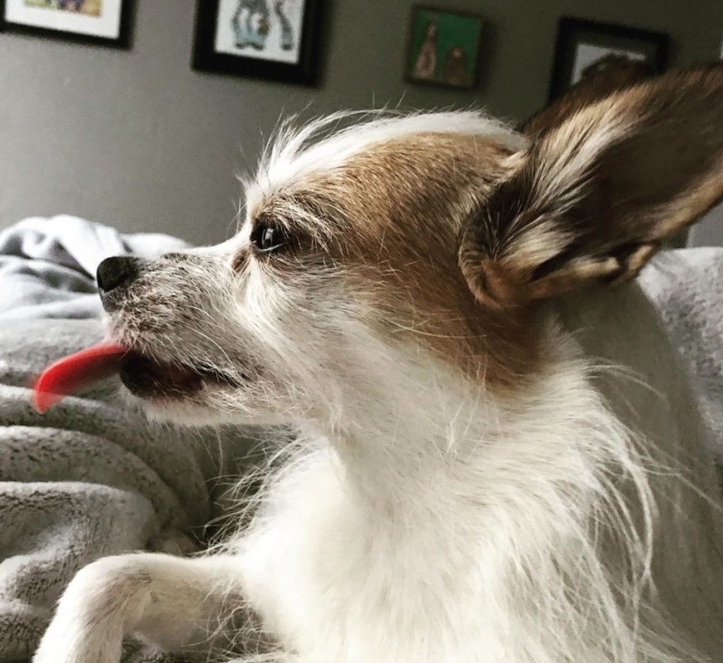 Long hair chihuahua store jack russell mix