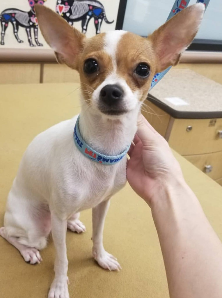 chihuahua mixed with jack russell