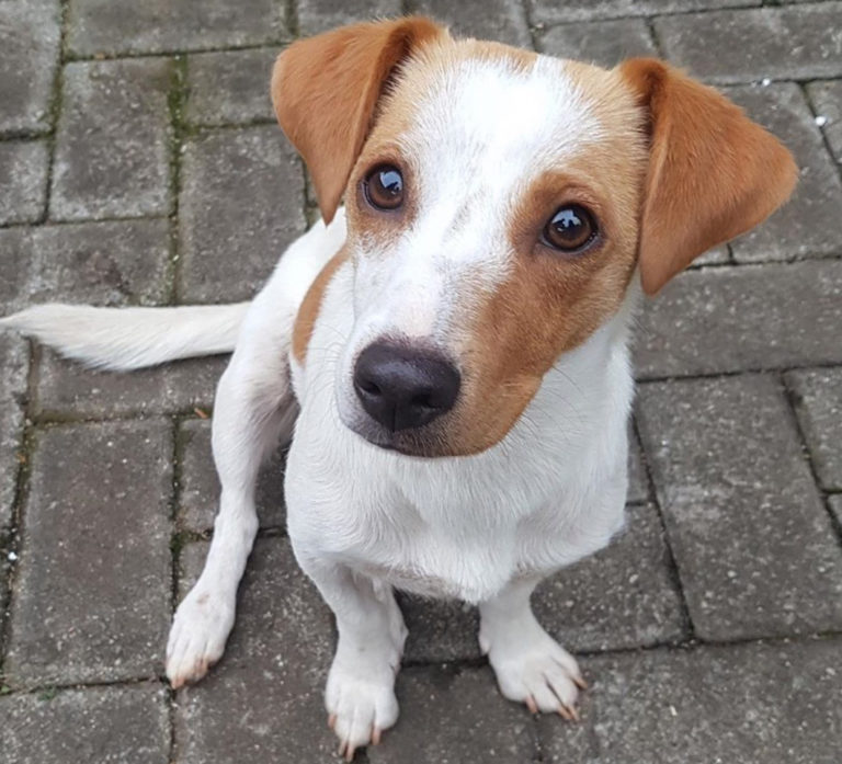 Chihuahua Jack Russell Mix Jack Chi Chiwawa Dog