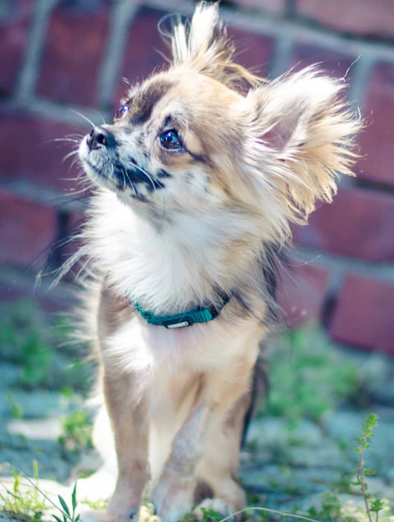 Terrier chihuahua clearance mix long hair